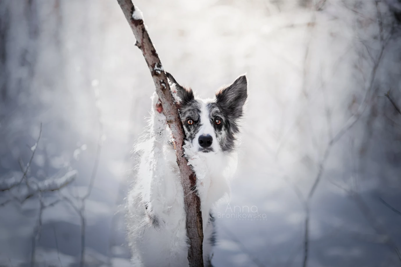 fotograf tarnowskie-gory huskana-fotografia portfolio zimowe sesje zdjeciowe zima snieg